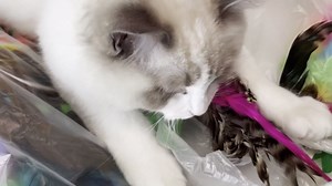 Cat Feather Wand Toys 10-Pack with Bell Indoor Kittens | Natural feather teaser with bell.Interactive wand toy Durable construction withstands active play.