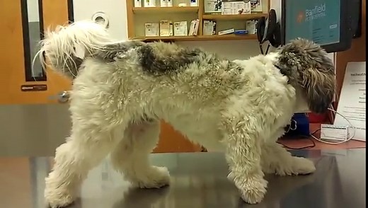 Dog Scared Stiff At The Veterinarian