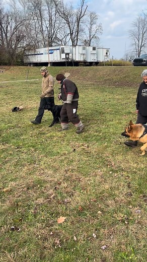 2.4K views · 8 comments | Nick & Krieger + Jack & Max #ppd #personalprotectiondog #personalprotection #gsd #dogsofinstagram | Laurence Armstrong | Facebook