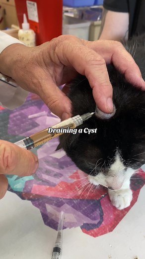 Draining a Cyst on a Cat: Watch the Fluid Extraction Process