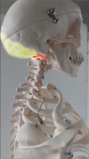 35/ Popis kostry-06 #anatomie #biologie #maturita