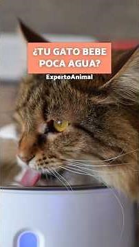 Your cat needs to drink more water: here’s how to do it 🐱💧
