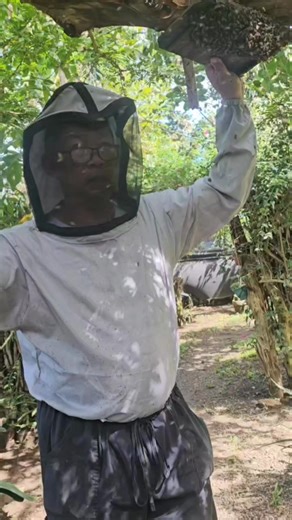 Apis cerana swarming season is here As the days warm and forage starts to build, cerana colonies naturally shift into reproduction mode. This is the window when strong colonies cast swarms, nature’s way of multiplying. For Apis cerana beekeepers, this season is not a problem to fear, but an opportunity to manage well - Swarms mean new colonies - New colonies mean apiary expansion, colony sales, or increased honey potential later in the year Those who understand timing, colony strength, and basic