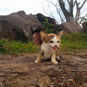 So poor....baby monkey hug baby cat find owner by face sad and scare, Poor baby cry sound loudly hungry scare abandon | Vlog Monkey