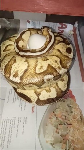 FEMALE MOJAVE PASTEL YELLOW BELLY BERTELUR
