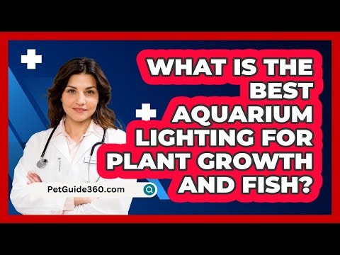 What Is The Best Aquarium Lighting For Plant Growth And Fish? - PetGuide360.com