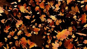 Autumn, Leaves, Fall. Free Stock Video