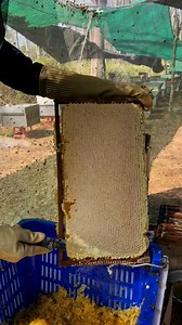 Best honey bee farm. | Phary BeeKeeper