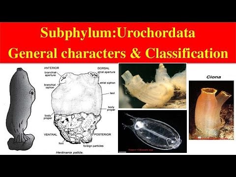 Urochordata | Urochordata General characters and Classification | Classification of Urochordata