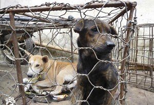 Dogs blowtorched alive at brutal Indonesia animal markets