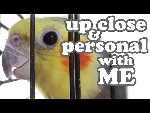 Cockatiel Bird Sounds/Songs - Bird Chirping Calls - Cute Pet Bird ~ Funny Talking Animals - Jazevox