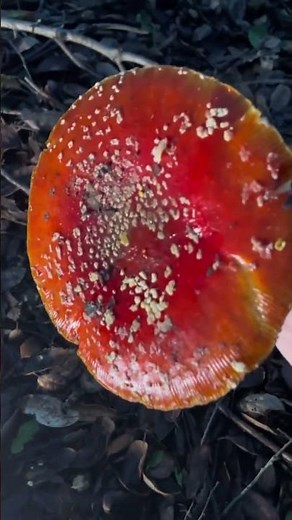 Amanita muscaria Tribute Video: Fly Agaric, Mario Mushroom, Toadstool, 🍄