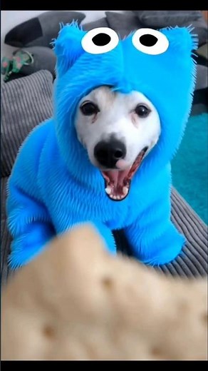 Did I Pick the Best Cookie Monster Costume for Bu?? 🤔🐶🍪🎃#AI #doggo