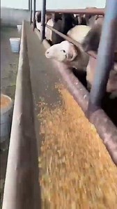 Feeding Sheep with Corn and Feed Mix for Healthy Growth #SheepFarming #shortvideo #fypシ