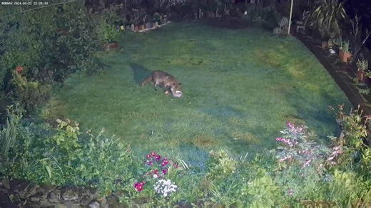 8.8K views · 1.1K reactions | I could set my clock with Black sox...