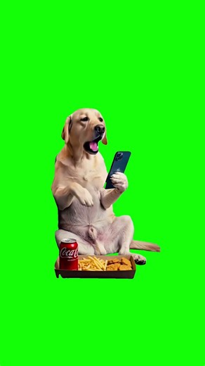 DOG CHILLING #memes #greenscreen #sillybaloo #meme #fyp #trending