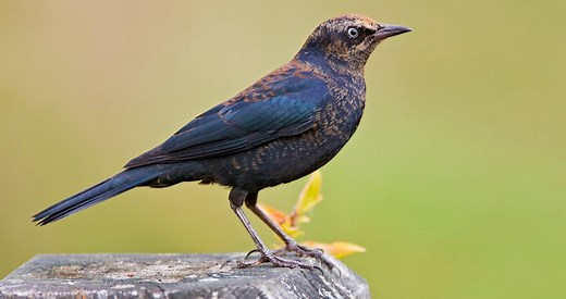 Rusty Blackbird Photos and Videos for, All About Birds, Cornell Lab of Ornithology