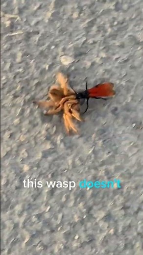 “This Wasp Paralyzes Spiders and Eats Them Alive 😱🕷️ | Tarantula Hawk Horror” #wildlife #animals