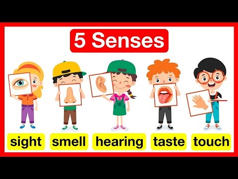 5 Senses Easy Learning Video | Sight 👁️ , Smell 👃, Hearing👂, Taste 👄, Touch ✋