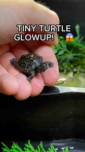 10K views · 658 reactions | TINY TURTLE MIRACLE (glow up!)  ~~~~~~~~~~~~~~~~~~~~~~~~~#fish #aquarium #aquatics #reptiles #reptile #turtle #turtles #diamondbackterrapin #Dbt #turtleroom #tortoise #tortoises #cute #pets #petsofinstagram #cuteturtles #babyturtles #redearslider #Terrapin #terrapins #pond #ponds #aquascape #landscape #spottedturtle #turtlepond #concentric #endangered | DanTheTurtleMan | Facebook