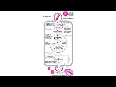 HIV replication cycle