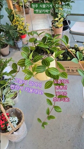 아주 편하게 실내 그늘에서 키우는 식물! 초보ok😍👍 #청주 #식물가게 #햇살카페 #희귀식물 #예쁜식물 #토분 #분갈이 #shorts
