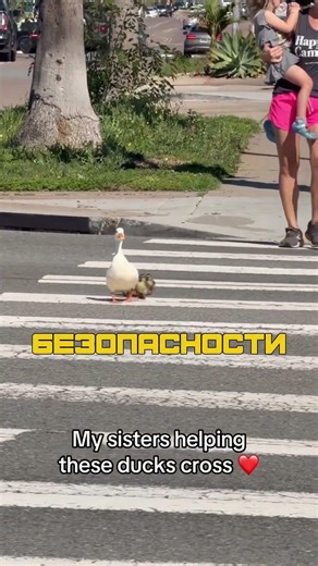 ПОМОГЛИ ПЕРЕЙТИ НА ДРУГУЮ СТОРОНУ