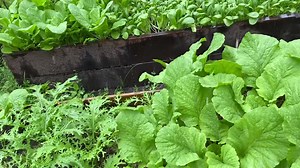 မိုးရေထဲမှာ လန်းဆန်းစွာ #Bokashi_Myanmar #bokashi_myanmar #organicwasteisnottrash #soilrevolution #organicwastemanagement #bokashi #compost #homegardening #urbanfarming #training #MSW #wastemanagement #to_make_myanmar_cleaner_and_greener | Bokashi Myanmar