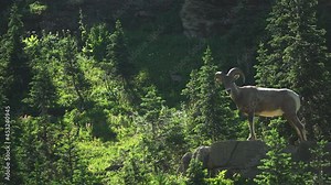 A Bighorn Sheep, also known as a Mountain Sheep walks into the scene and looks directly at the camera - Logan Pass, Highline Loop in Glacier National Park Montana North America
