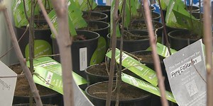 NY DEC offers Arbor Day tree-planting kits