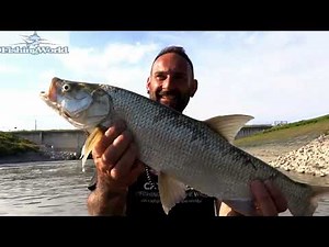Aspius topwater fishing in the river Mincio in Italy by Yuri Grisendi