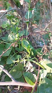 8.6K views · 203 reactions | Morning routine. Nanguha ng alugbati | My Daily Routine Vlog | Facebook