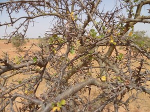 Commiphora africana - Alchetron, The Free Social Encyclopedia