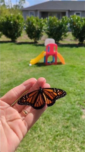 👑🦋 King Butterfly LIVES!!! 🦋👑