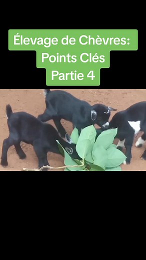 Partie4-Si tu veux accroître ton cheptel, ne néglige surtout pas leur santé #toutsurelevage #elevagedechevre #investissement
