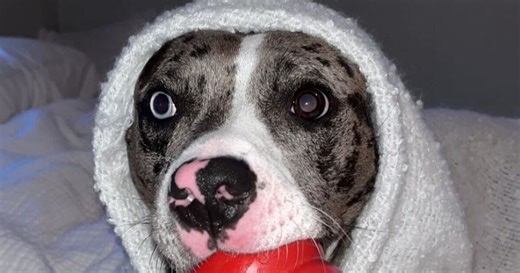 Dog rescued from Cincinnati Animal CARE wins People Magazine's 'World's Cutest Rescue Dog' of 2024