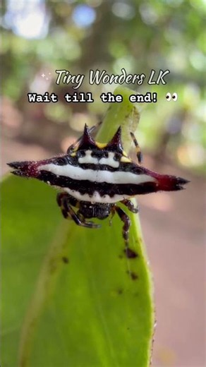 Nature's Tiny Alien? The Horned Spiny Spider! 👽🕷️ #Shorts #Spider #NatureWonders