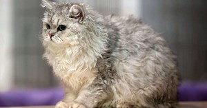 7 raças de gato com a pelagem exótica: eles têm pelos cacheados, cores diferentes e outras características surpreendentes