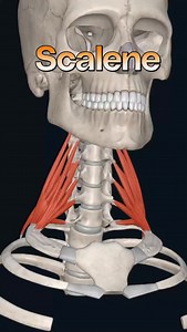 9.3K views · 183 reactions | The scalene muscles are the three...