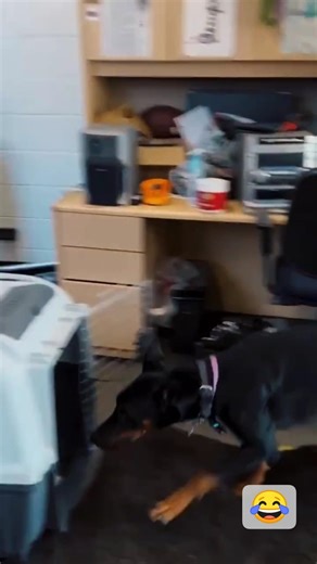 When Dogs Know They’re in Trouble 😳🐶 #funnydogvideos #funnypets