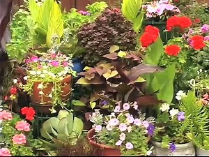 Growing Succulents in Containers