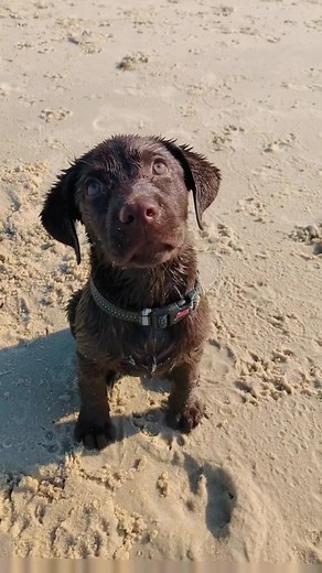 Labrador Retriever Puppy Growing Up | Water Puppy Swimming