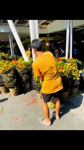 1.3K views · 12 reactions | Kiat Kiat trees selling like pancakes! Gone too fast!!! 30 pot plants bound to BGC! Thank you Ms. T  | C & F Fruits | Facebook