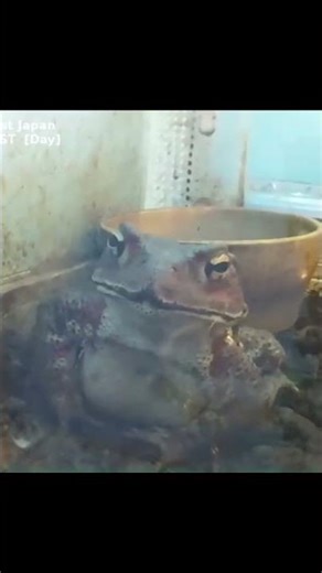 The toad squeezes its eyes shut.🇯🇵 Bufo japonicus — Real-time Enclosure · West Japan