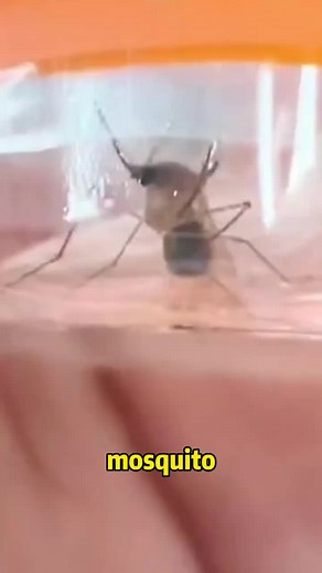 Mosquito’s World Cup ☄️#mosquito #animal #microscope #microscope666 #foryou #fyp #tiktok #tiktoker #challenge #science #zoom #fifa #worldcup