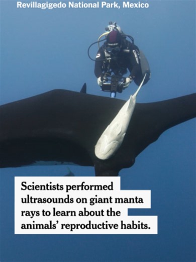 Even though giant manta rays are the largest ray species in the world, a fundamental part of their lives remains obscure: where they give birth. A team of scientists in Mexico has reported the first use of underwater ultrasound scans to detect pregnancies in these animals, a strategy that may help answer that question. https://www.nytimes.com/2026/07/28/science/giant-mantas-pregnant-ultrasound.html #science #ocean #mexico
