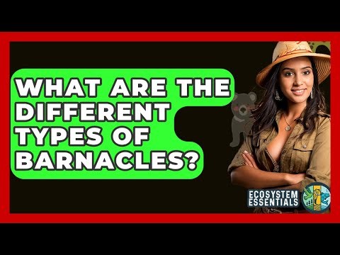 What Are The Different Types Of Barnacles? - Ecosystem Essentials