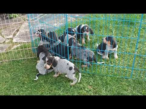 6 week old Bluetick Coonhound puppies at River Styx Scent Hounds