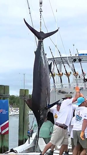 504-Pound Blue Marlin Caught at Morehead City's 66th Big Rock Blue Marlin Tournament