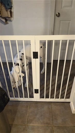Dog Gate Solution: Space Saving. Sleek. Foldable. DIY. #dog #gatesolution #foldable